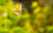 Butterfly trapped in an abandoned spider's web