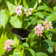 Common Mormon Butterfly Feeding on Lantana