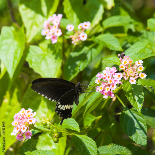 Photo: Common Mormon Butterfly Feeding on Lantana Common Mormon Butterfly Feeding on Lantana