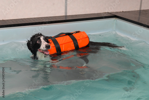 Photo: BORDER COLLIE. BORDER COLLIE.