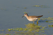 Wood Sandpiper looking for food (Tringa glareola)