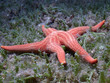 estrella