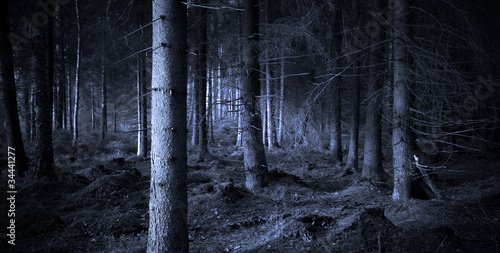 Photo: Spooky forest Spooky forest