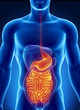 ANatomy of human digestive system
