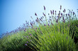 Lavender plant