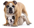 english Bulldog puppy