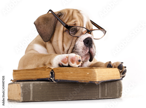 Photo: purebred english Bulldog in glasses and book purebred english Bulldog in glasses and book