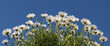 Margeritenblüten vor blauem Himmel