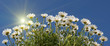 Margeritenblüten in der Sonne