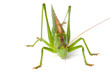 Photo: Grünes Heupferd (Tettigonia viridissima) Grünes Heupferd (Tettigonia viridissima)