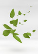 feuilles