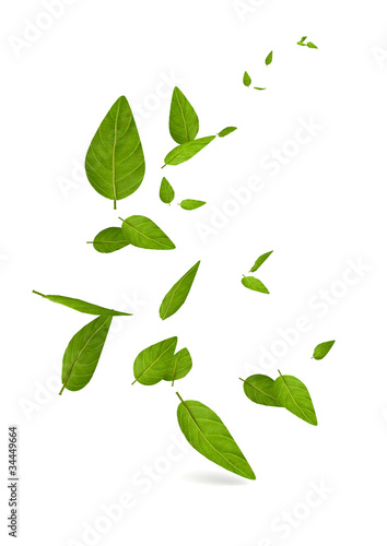 Illustration: feuilles 2 feuilles 2