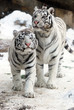 White tiger