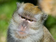 Foto: Affe Affe