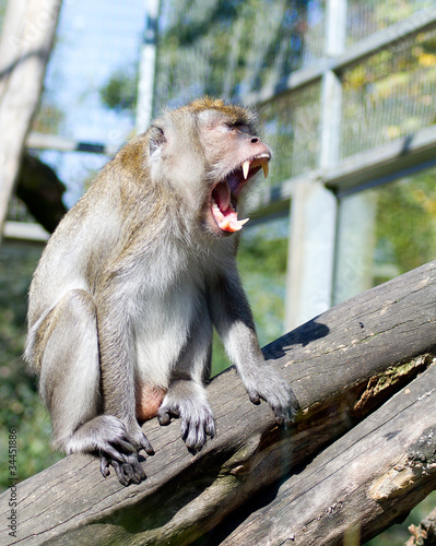Foto: Affe Affe
