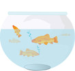 pesce