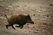 sanglier