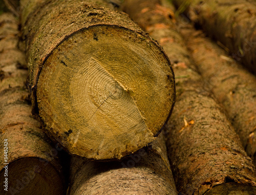 Photo: Baumstämme Baumstämme