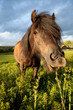 Horse is eating on a meadow