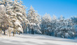 beautiful winter forest beautiful winter forest