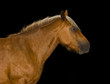 Tête de cheval détourée sur fond noir