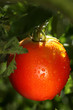 Tomatoes On The Vine