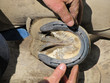Fitting the Horseshoe