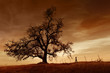 Bare Oak Tree at Sunset