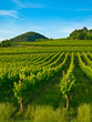 grapevine plants in a vineyard grapevine plants in a vineyard