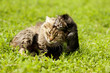 Photo: Mother cat playing with a small kitten Mother cat playing with a small kitten