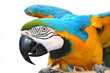 macaw parrot macaw parrot