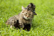 Photo: Mother cat playing with a small kitten Mother cat playing with a small kitten