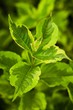 Photo: Fresh green leaves Fresh green leaves