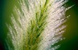 Photo: Plant Plant