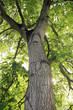baum