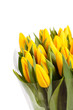 beautiful tulips
