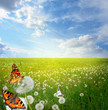 summer landscape