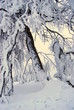 Wintertraum