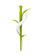 Äskulapstab / Hermesstab als Symbol für alternative Medizin