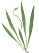 plantain quirk herb plantain quirk herb