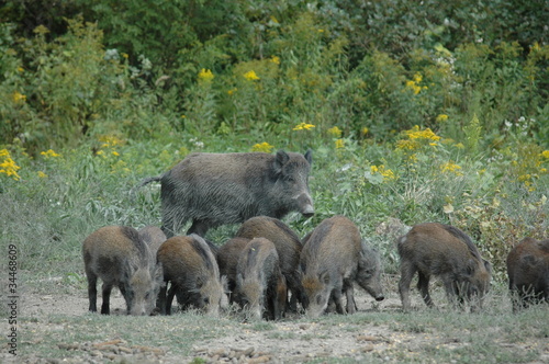 Photo: wild boar wild boar