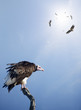 Photo: Conceptual - Vultures waiting to prey on innocent victims Conceptual - Vultures waiting to prey on innocent victims
