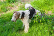 dog peeing