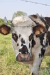 Vache normande Vache normande
