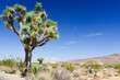 Majestic joshua tree