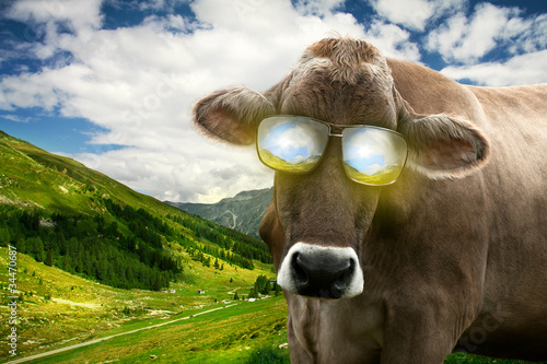 Foto: Cow with Sunglasses Cow with Sunglasses