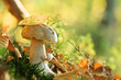 mushroom