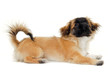 Resting puppy dog is looking up. Taken on a white background.