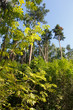 Vivid HDR view on forest Vivid HDR view on forest