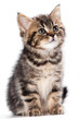 British kitten on white background